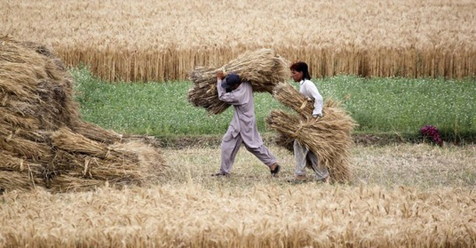 ریکارڈ گندم کی پیداوار متوقع،حکومتی ہدف80لاکھ ٹن مقرر کرنیکا امکان