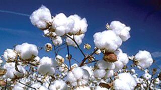 Cotton
