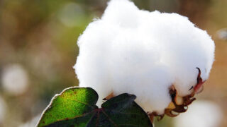 Cotton Cultivation