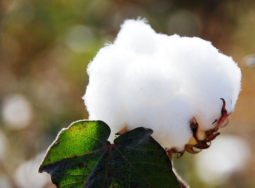 Cotton Cultivation