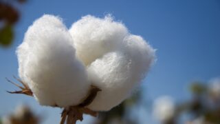 Cotton