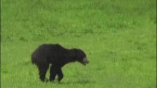 India Hungry Bear