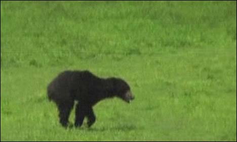 بھارت، بھوکا ریچھ خوراک کی تلاش میں گاں میں گھس آیا، متعدد زخمی