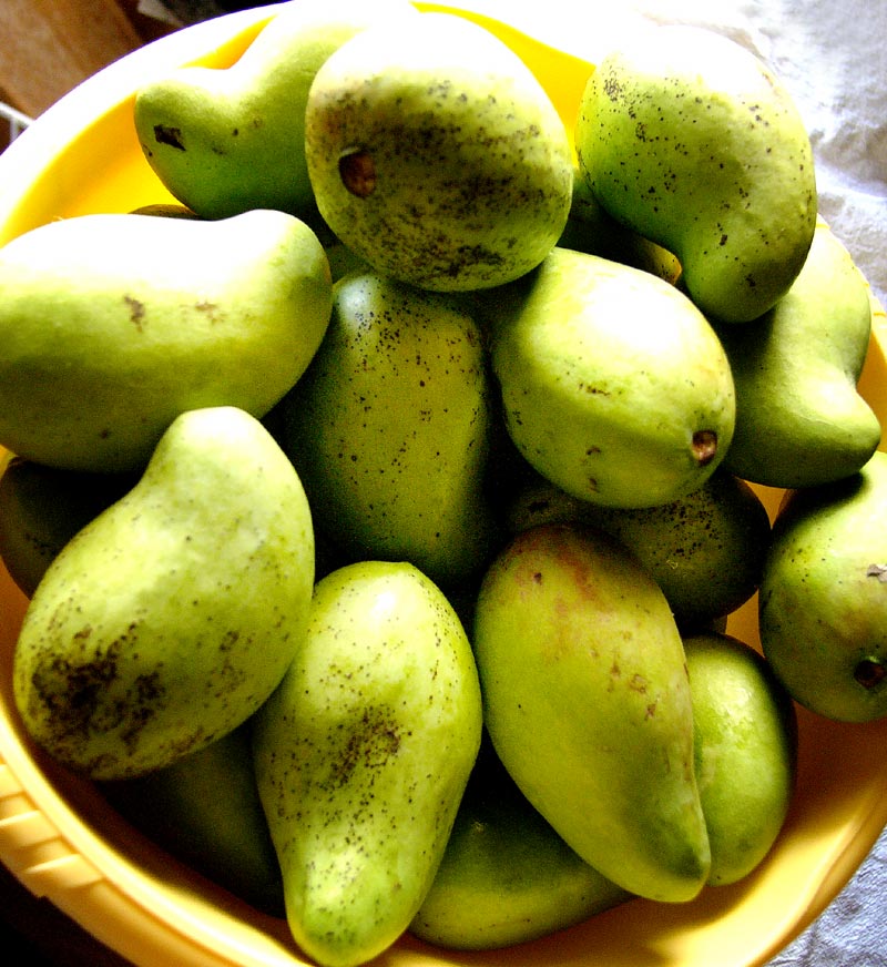 آم کی برآمد 25 مئی سے شروع کرنے کی اجازت، نوٹیفکیشن جاری