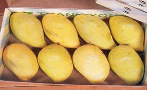 امریکہ کو آم کی برآمدگی میں کمی کا خدشہ