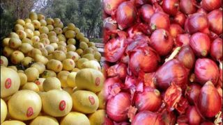 Onions