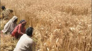 Wheat Harvest