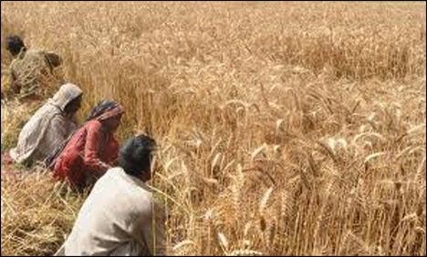 Wheat Harvest