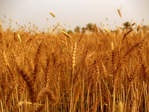 آٹا ایک بار پھر مہنگا کردیا گیا