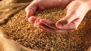 Wheat