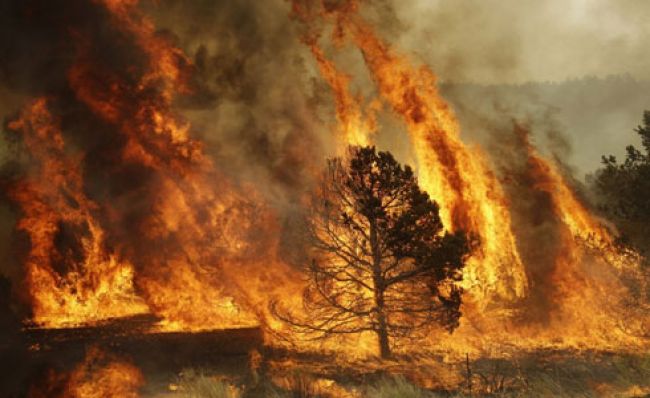 ایری زونا: جنگلات میں اچانک آگ بھڑک اٹھی