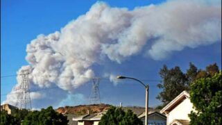 California Forest Fir