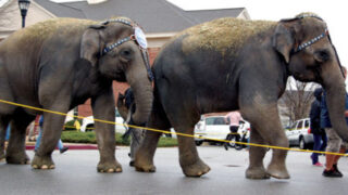 Columbia circus animals
