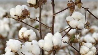 Cotton
