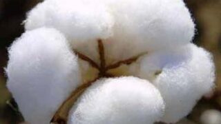 Cotton
