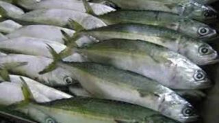 Fish Harbor