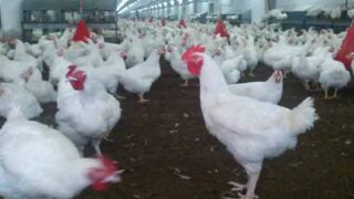 Karachi Poultry