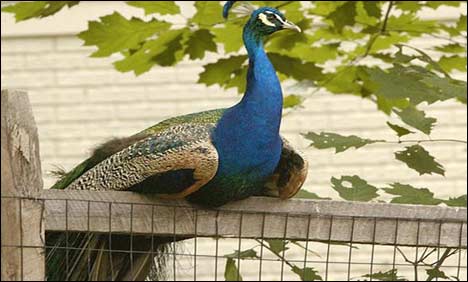 صحرائے تھر میں رانی کھیت کی بیماری نے مزید 8 نایاب مور نگل لئے