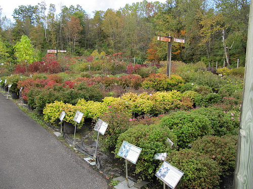 پاکستان نے پودے لگانے کا عالمی ریکارڈ قائم کر دیا