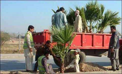 پاکستان نے پودے لگانے کا ریکارڈ بھارت سے چھین کر دوبارہ اپنے نام کرلیا