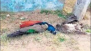 Peacocks Dead