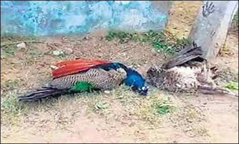 تھرپارکر : 9 روز میں ہلاک ہونے والے موروں کی تعداد 48 ہوگئی