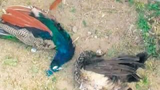 Peacocks Death