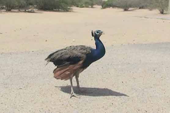 تھرپارکر :  رانی کھیت بیماری سے مزید 8 مور ہلاک