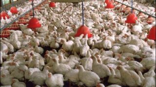 Poultry