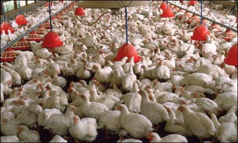 Poultry