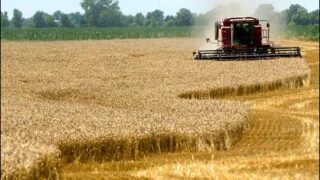 Punjab wheat