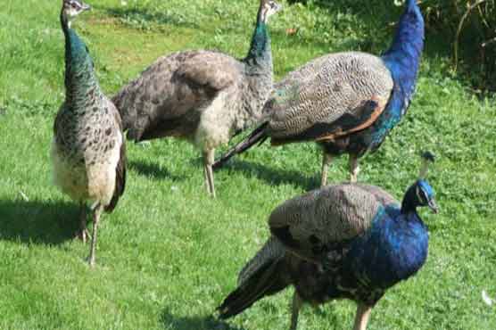 تھرپارکر میں رانی کھیت کے باعث مزید 2 مور ہلاک