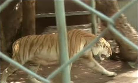 لاہور سے لایا گیا شیر کراچی پہنچ کے ِبلا بن گیا