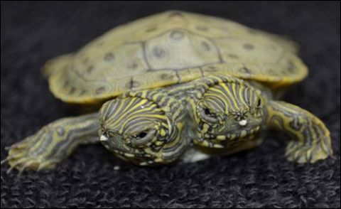 امریکا میں دو منہ والے کچھوے کی نمائش