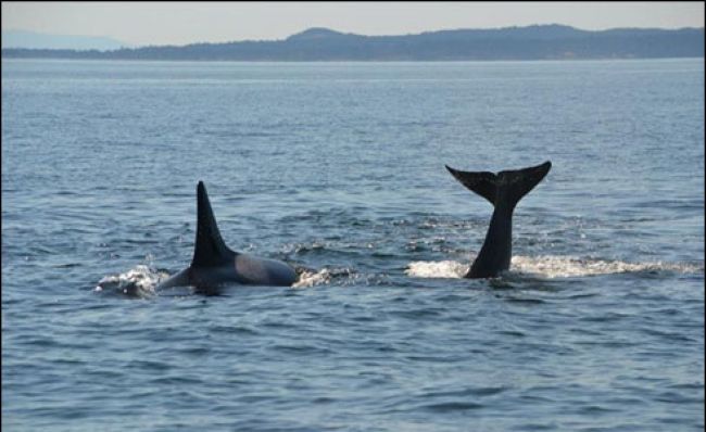 وہیل مچھلیاں بنی سڈنی کے ساحل کی رونق