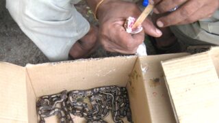 American snakes