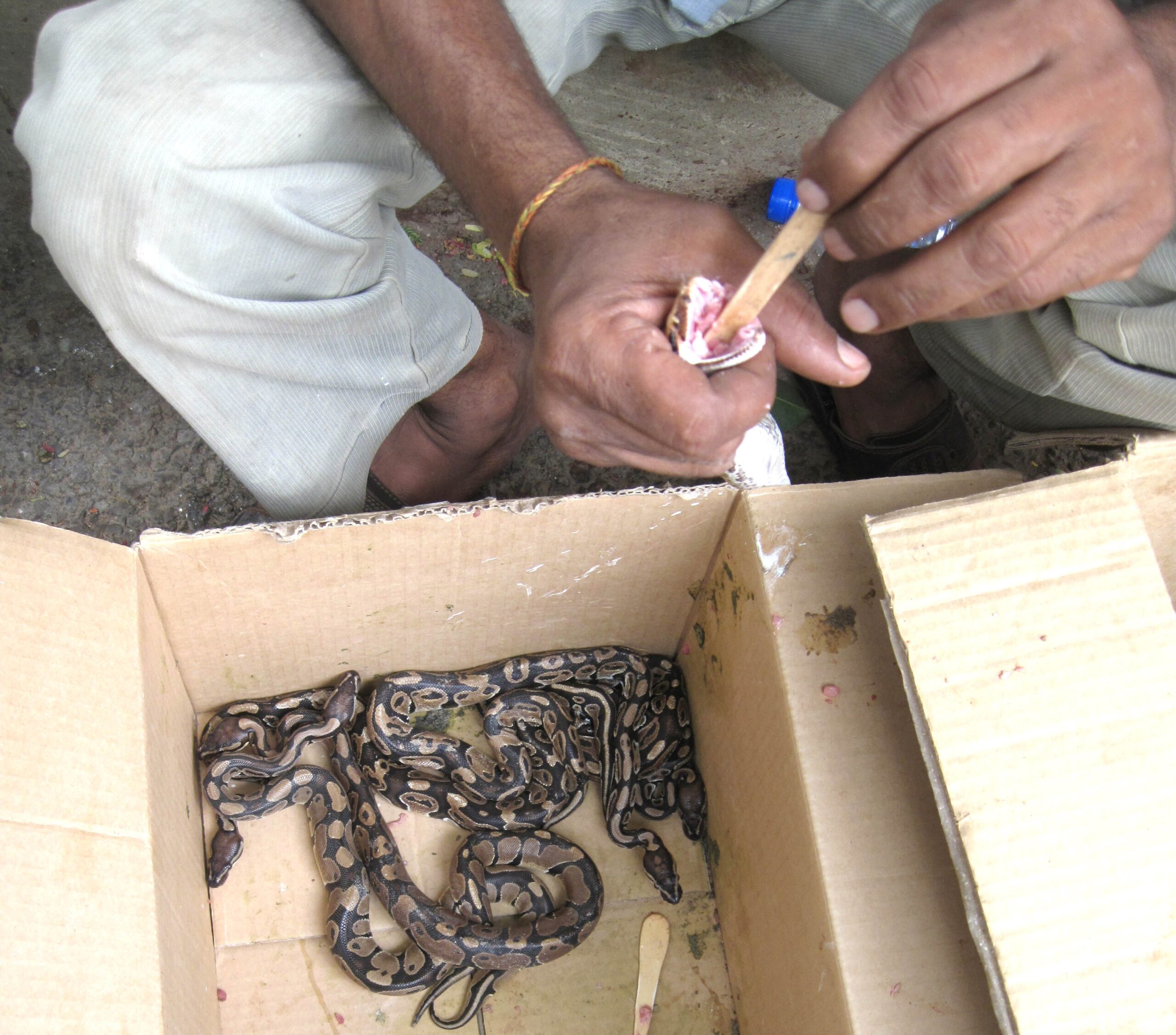 امریکن سانپ کے بچوں کو چربی والا قیمہ ہاتھ سے کھلا رہا ہے