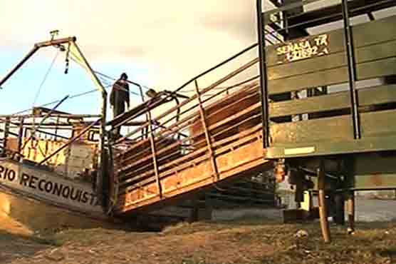 ارجنٹائن : سیلاب کا خطرہ،  مویشیوں کی محفوظ مقامات پر منتقلی