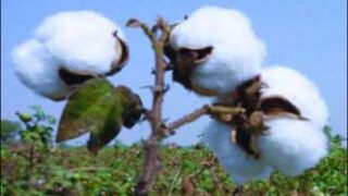 Cotton