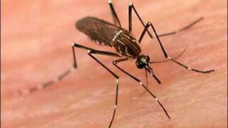 Dengue