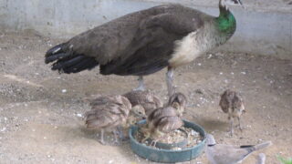 Karachi Zoo