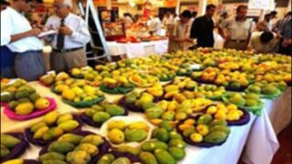 Mango exports