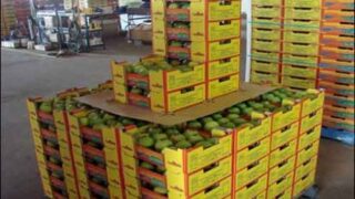 Mango Exports to Japan