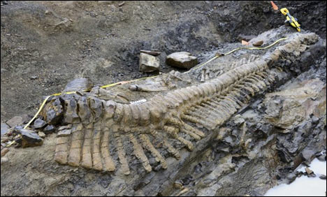 میکسیکو میں کھدائی کے دوران ڈائنوسار کی دم دریافت