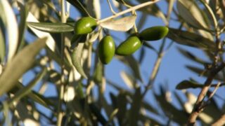 Olive cultivation
