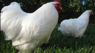 Poultry