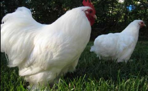 Poultry