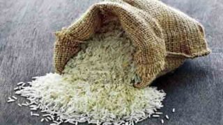 Rice