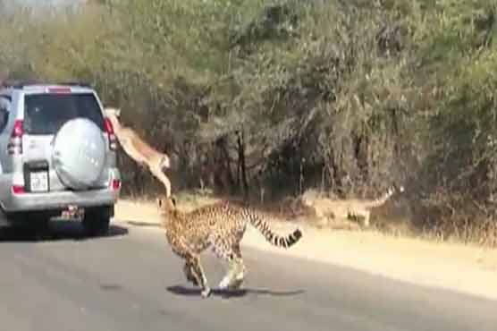 جنوبی افریقا، نیشنل پارک میں ہرن جان بچانے کیلئے گاڑی میں جا گھسا