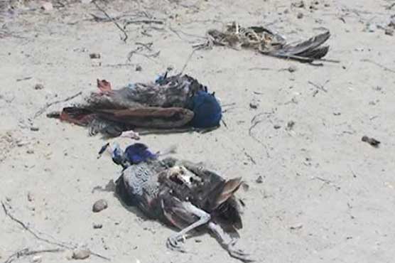 تھرپارکر میں مزید 3 مور رانی کھیت کی نذر، ہلاکتیں 95 ہوگئیں